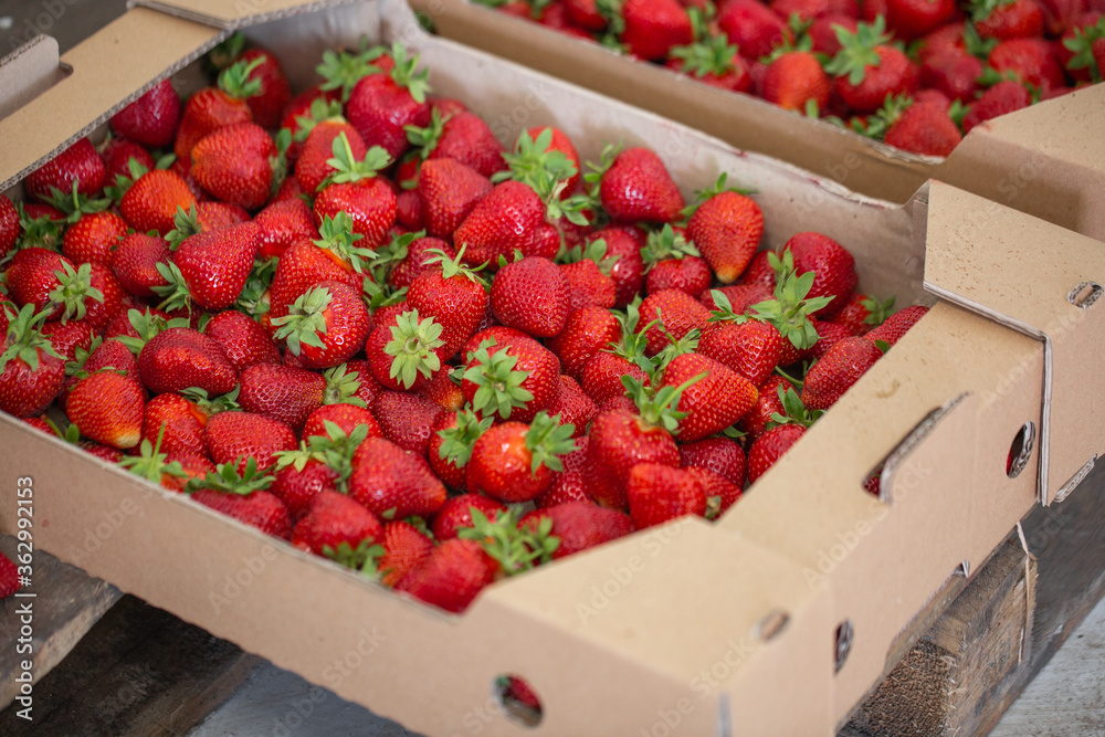 Background from freshly harvested strawberries in wooden box. Wooden clean box with bright, red juicy strawberries. Fresh ripe juice strawberries in box over wooden background. Top view
