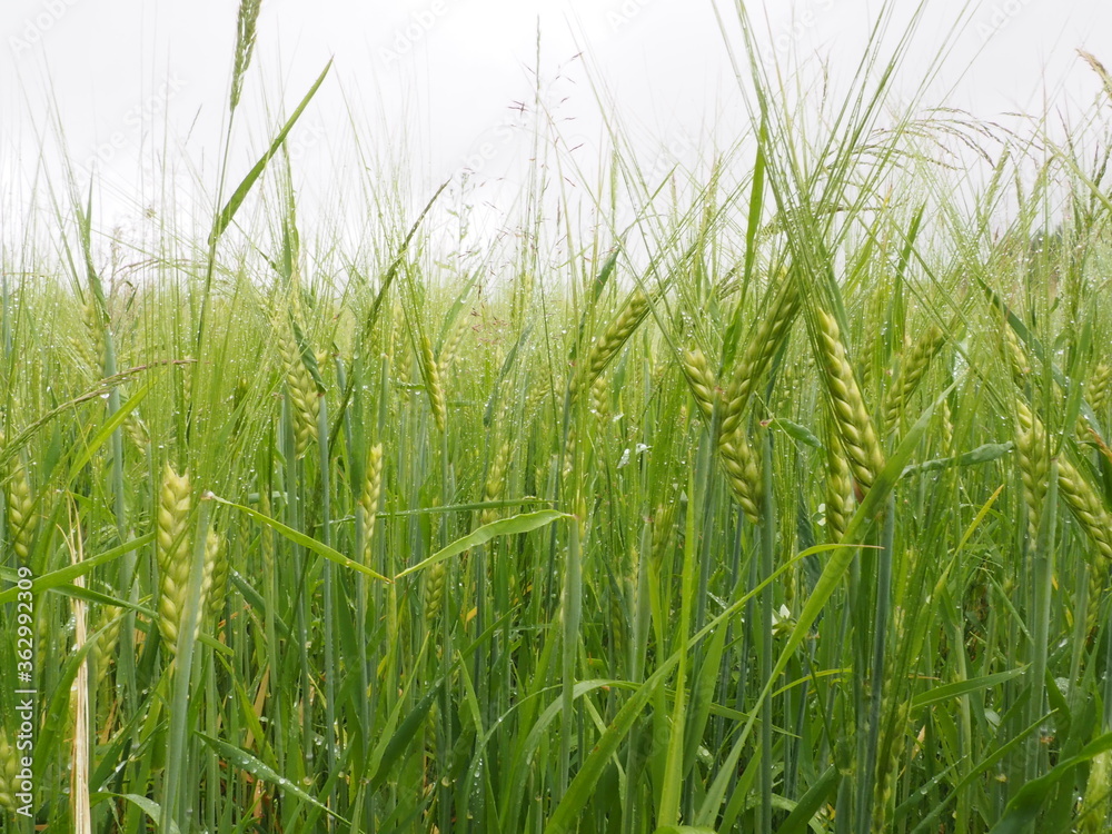 green spikelets of wheat in a farmer's field. poster. 4K green spikelets of wheat in a farmer's field. poster. 4K
