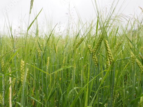 green spikelets of wheat in a farmer's field. poster. 4K
