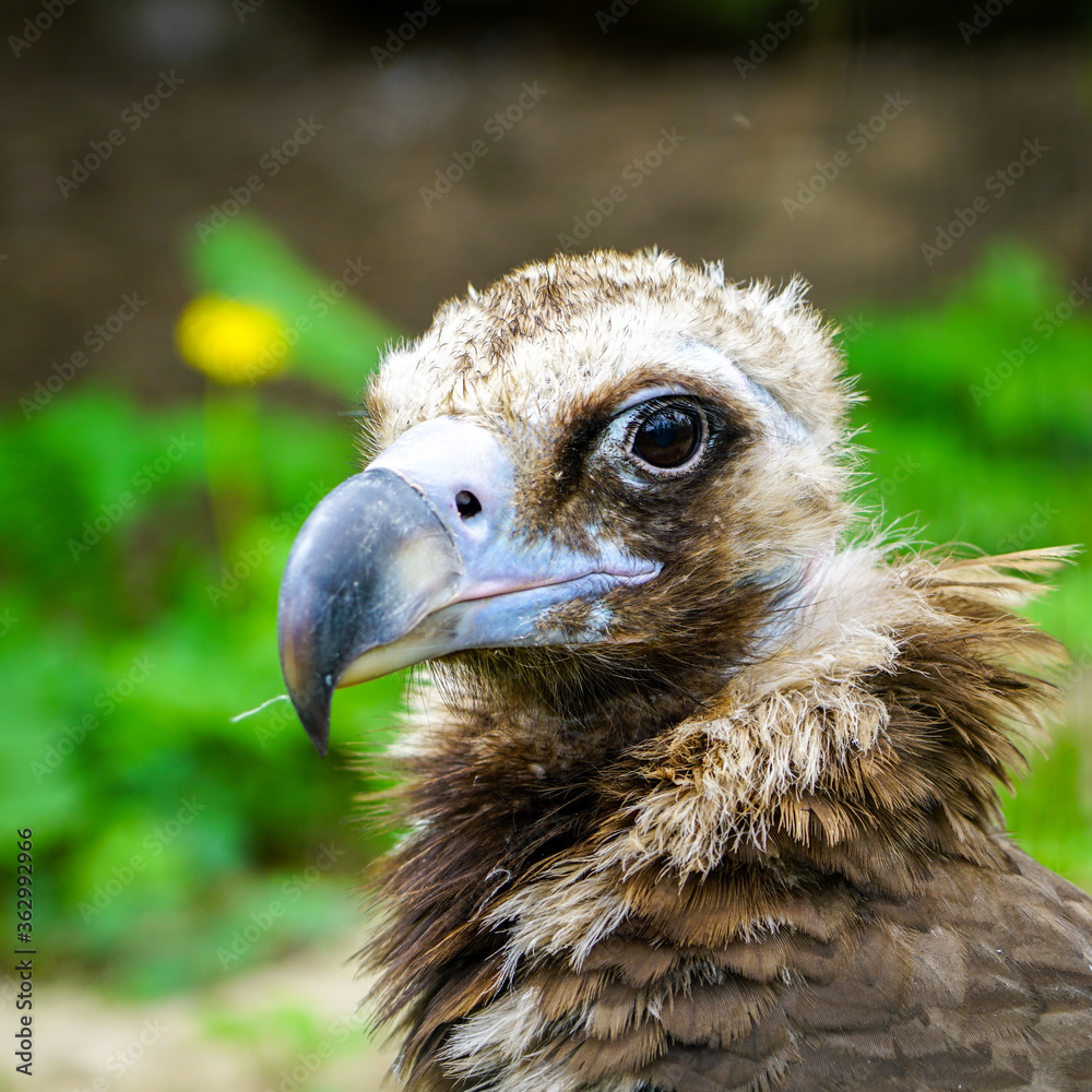 closeup portrait of a cinereous vulture, Aegypius monachus, that is a large raptorial bird closeup portrait of a cinereous vulture, Aegypius monachus, that is a large raptorial bird