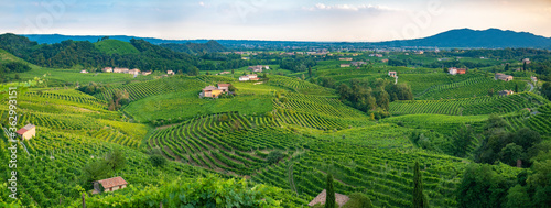 Panoramic view of an Italian landscape of vineyards for wine, northern Italy agriculture