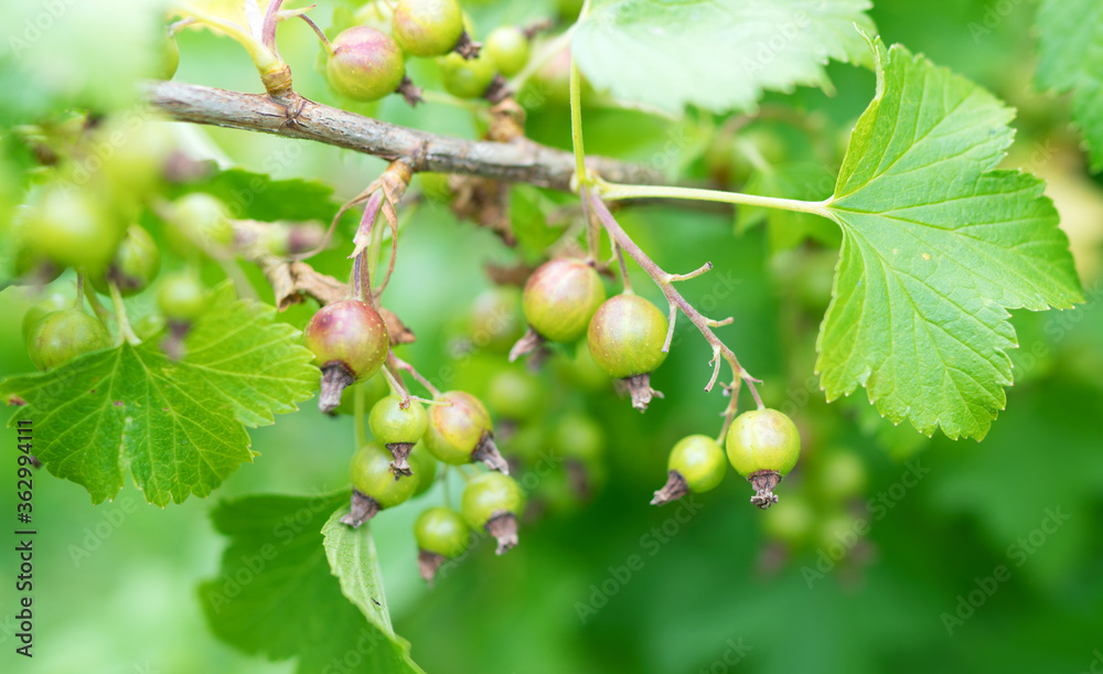 Young unripe green currant on a bush. Young unripe green currant on a bush.