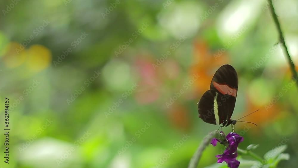 A butterfly posing on the flower