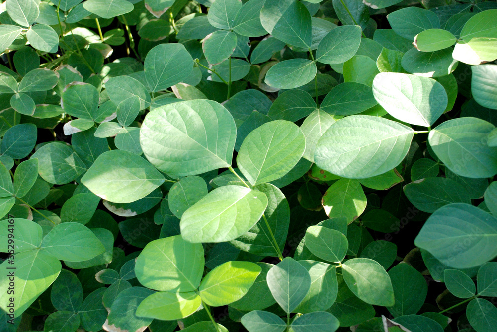 Green Leaves Texture Background for green design. Green Leaves Texture Background for green design.
