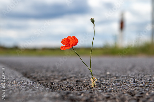 single poppy growing from a crack in the asphalt of a road, Papaver rhoeas