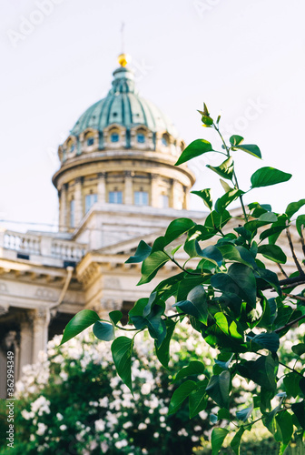 Kazan Orthodox Cathedral in St. Petersburg, Sunny summer day, lilac Bush