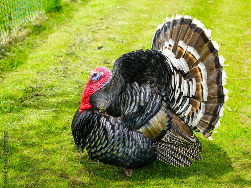 free-range brown turkey on a green field at the farm