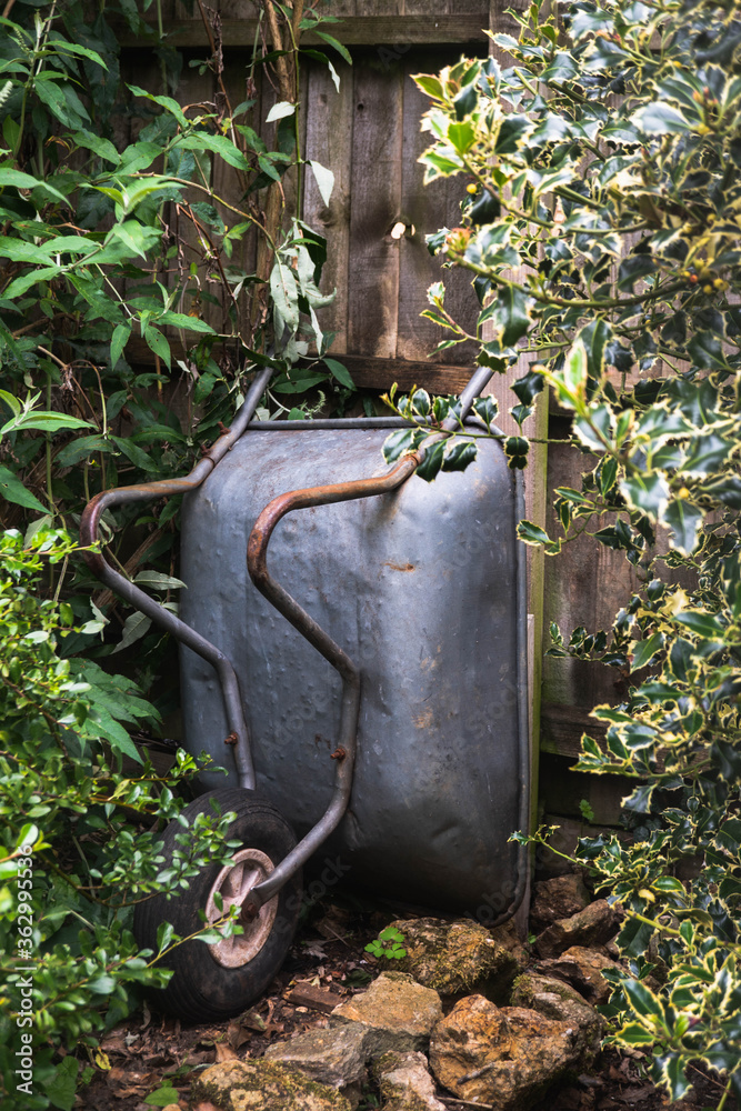 A metal wheelbarrow leaning up against a fence surrounded by foliage, trees and bushes.