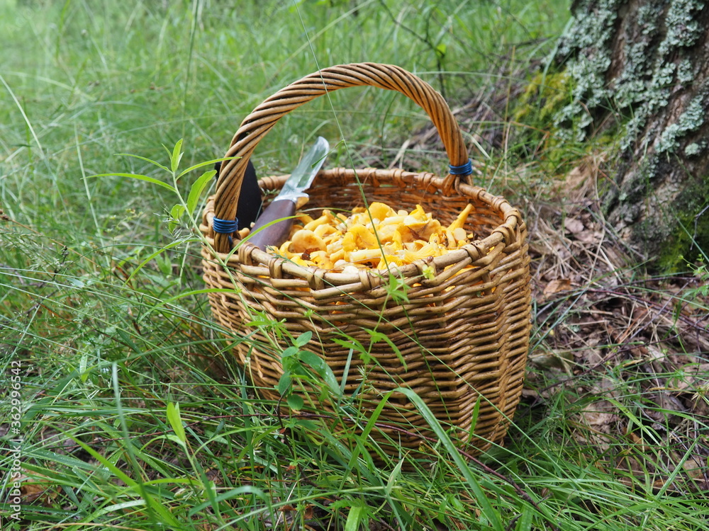 basket with mushrooms chanterelles and a knife in the forest. quiet hunting, hobby