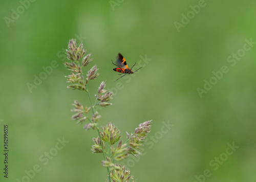 An Insect Flying off a Grass Stem