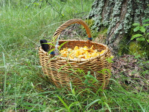 basket with mushrooms chanterelles and a knife in the forest. quiet hunting  hobby
