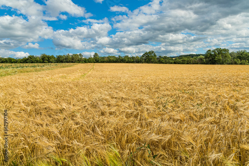 corn field in summer near Erfurt