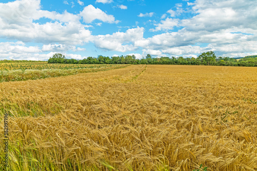 corn field in summer near Erfurt