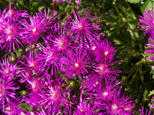 Delosperma cooperi  tapis magique ou pelouse de D  lospermes rose ou pourpier de cooper