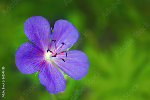 Beautiful purple wild forest flower. Wood cranesbill, woodland geranium, Geranium sylvaticum. Forest geranium close up.