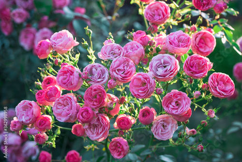 Fototapeta Naklejka Na Ścianę i Meble -  Beautiful pink Pomponella roses in sunlit. Pink Rose bush blossoming in the garden.