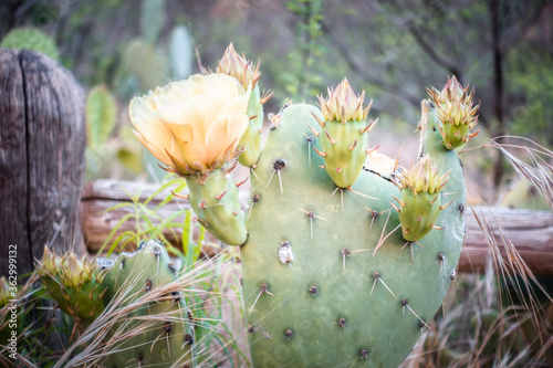 A blooming prickly pear cactus is seen inside the Grand Canyon with green grasses, a wooden fence, and trees in the background. Grand Canyon National Park, Arizona, USA