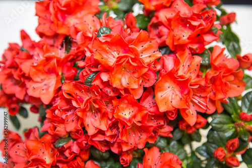 A bouquet of bright flowers Azalea (lat. Azalea) coral color. Backgrounds, structures, and designs. Floriculture, agriculture. © Victor1153