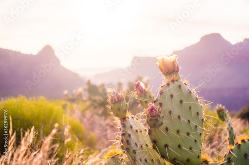 A blooming prickly pear cactus is seen at sunset among bright green grasses and the purple walls of the Grand Canyon, Arizona USA