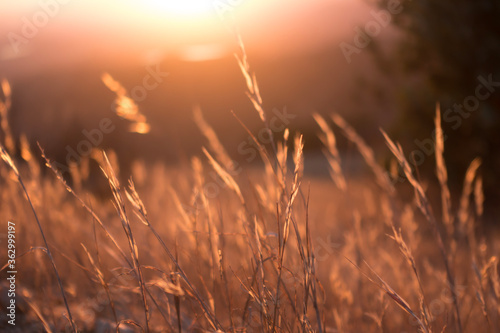 Dry blades of grass are seen in a dreamy photo taken at sunset on Potato Mountain in Claremont Wilderness Park near Los Angeles  California