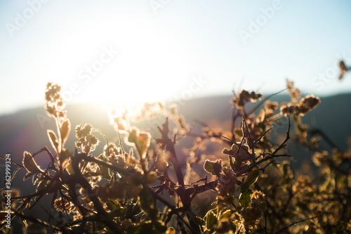 The sunrise illuminates dry bushes in a dreamy image taken at Kelso Dunes in Mojave National Park, California USA