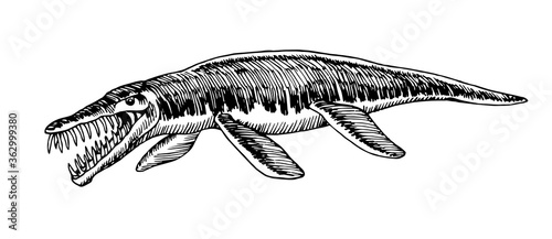 prehistoric reptile of the Jurassic period, giant plesiosaur with fins, sea raptor, vector illustration with black  ink lines isolated on a white background in a hand drawn style