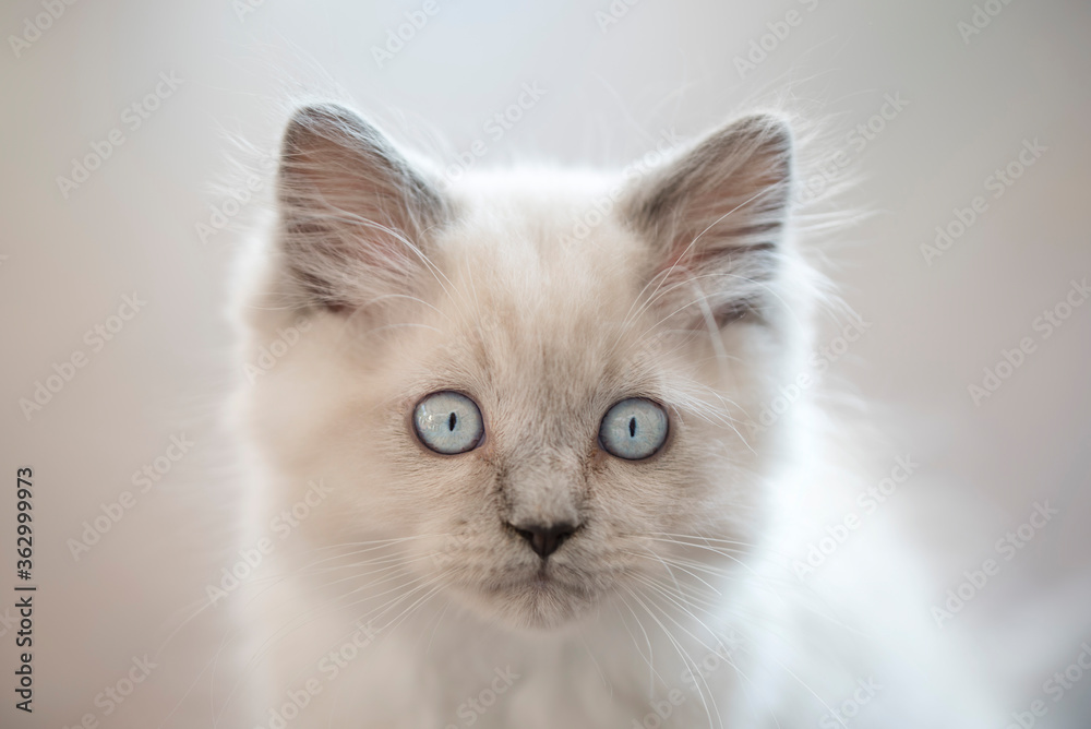 Closeup of cute Ragdoll kitten white blue eyes looking into camera
