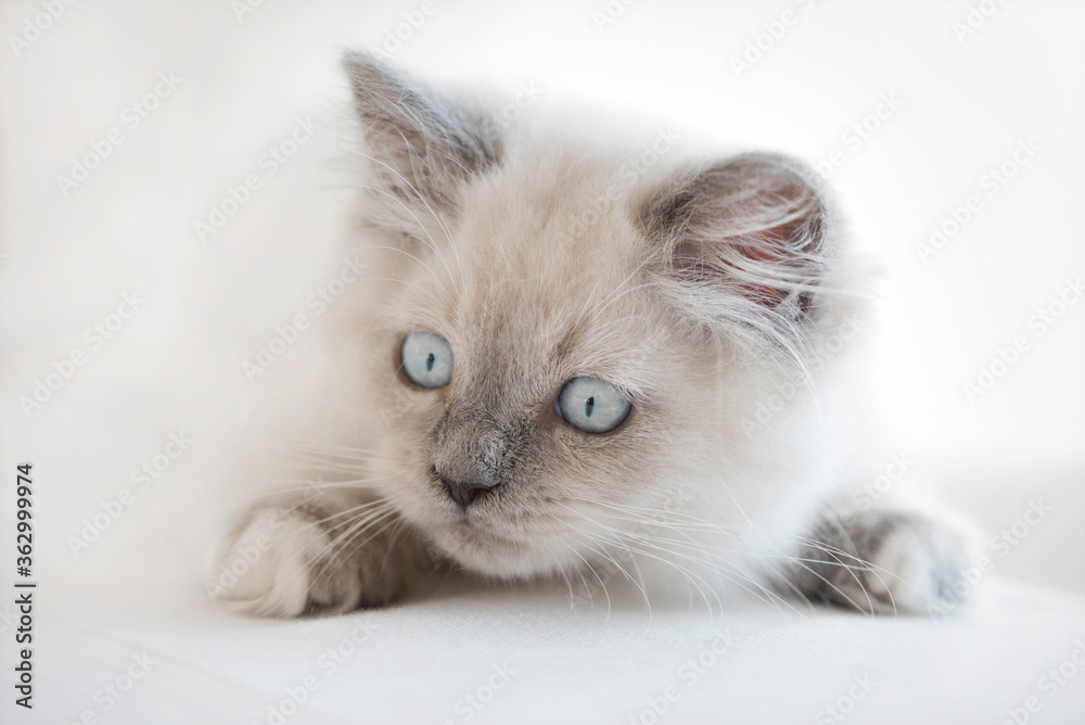 A portait of cute Ragdoll kitten whit blue eyes on white background