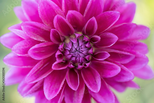 Vivid pink Dahlia flower macro