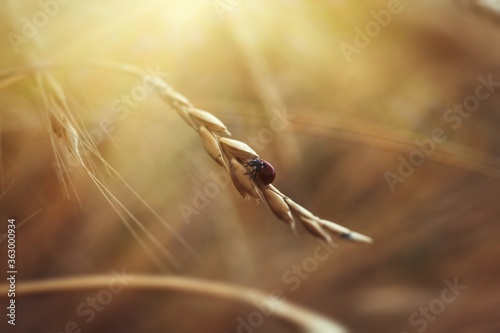 Ladybug sitting on a spikelet of wheat insect macro photography © Serhii