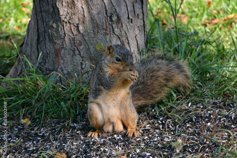 Earl Squirrel Family Breakfast Earl Squirrel Family Breakfast