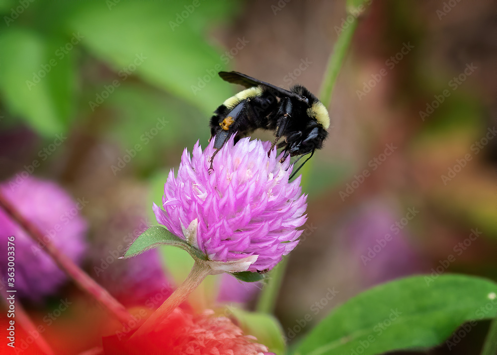 bee on a flower bee on a flower