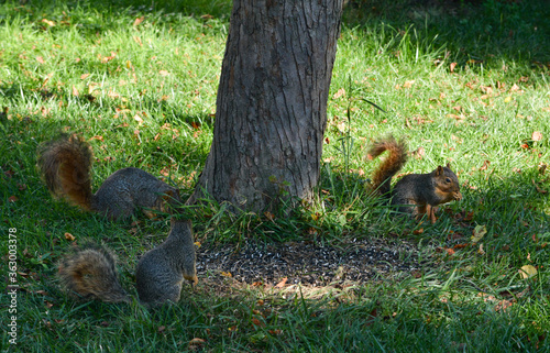 Earl Squirrel Family Breakfast