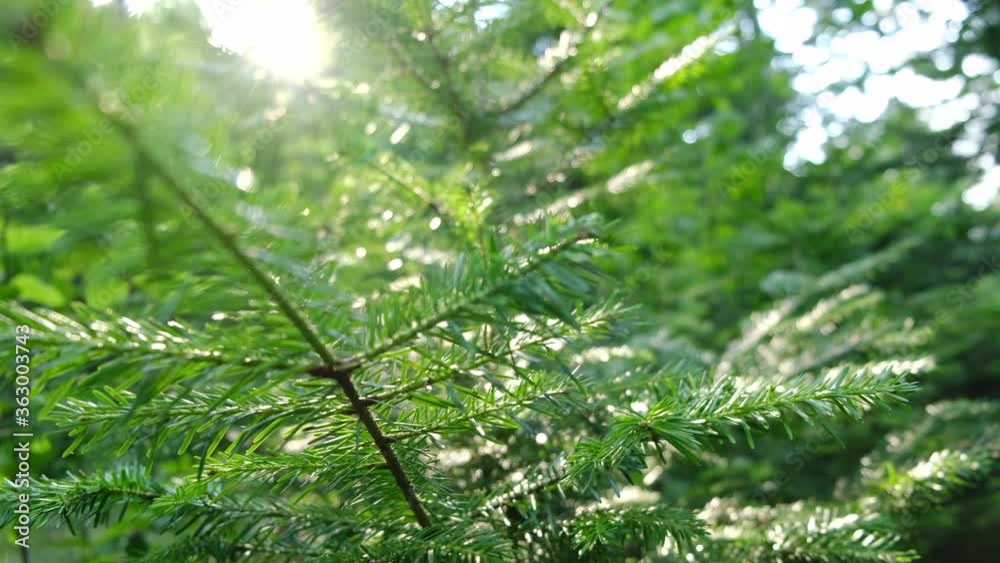 Close up view on fresh coniferous branches in forest framing sun in middle and forming rays of light. Beautiful roundish bokeh. Sun shining through. Selective focus. Environment concept. Close up view on fresh coniferous branches in forest framing sun in middle and forming rays of light. Beautiful roundish bokeh. Sun shining through. Selective focus. Environment concept.