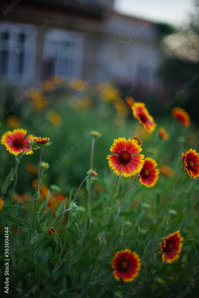 Yellow orange flowers gaillardia grow near rural house in evening. Yellow orange flowers gaillardia grow near rural house in evening.