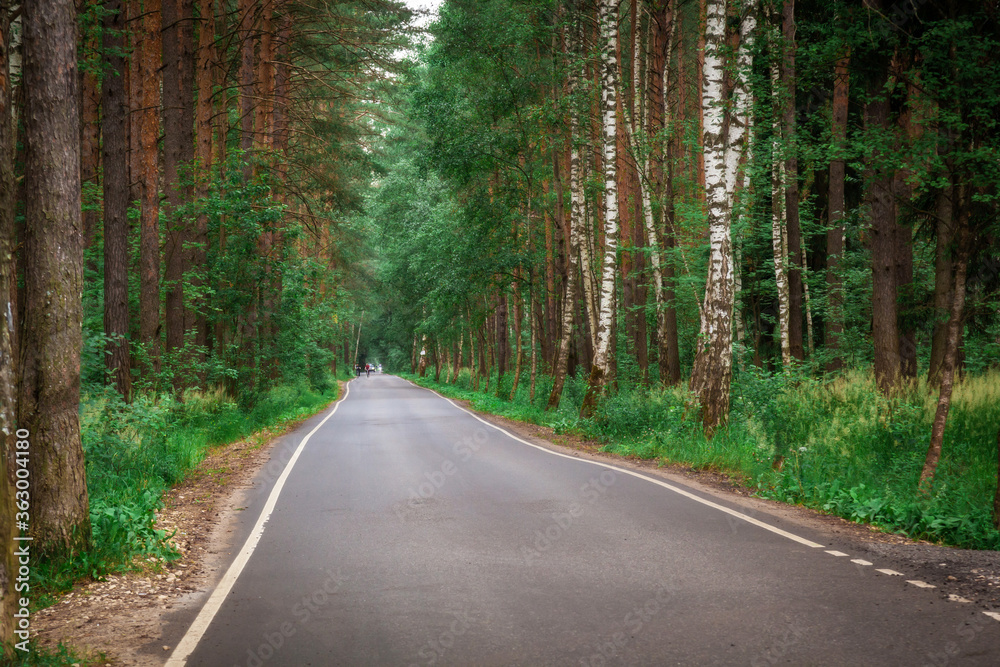 Fototapeta premium Asphalt road in the forest.