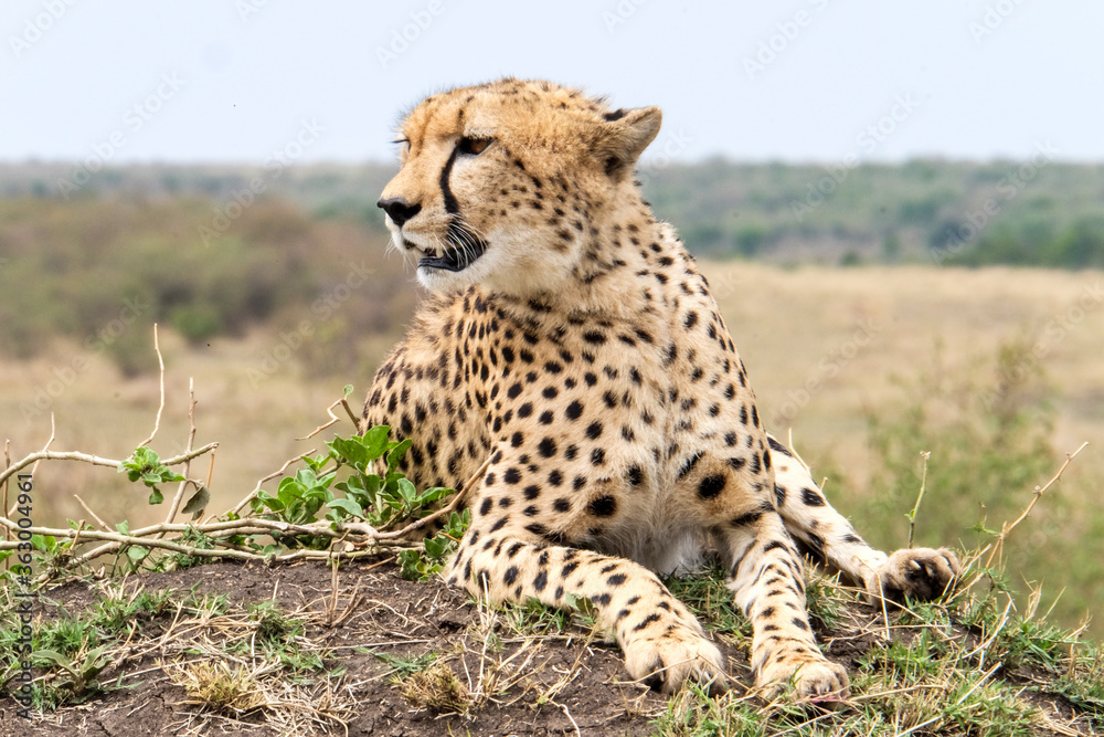 Gepard liegend fels kenia ausblick Gepard liegend fels kenia ausblick