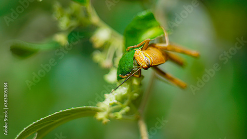 Bilde på lerret Yellowish Brown Locust (grasshopper ) in action of devouring plants