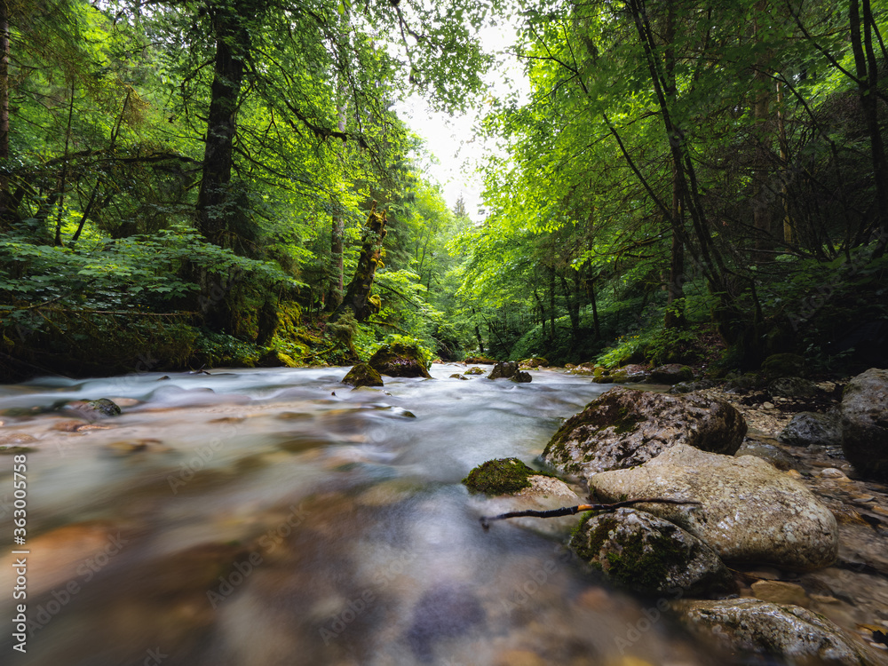 Fluss im Wald Fluss im Wald