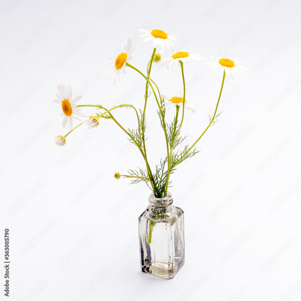 Bouquet of wild daisies in a small pharmacy bottle on a white background Bouquet of wild daisies in a small pharmacy bottle on a white background