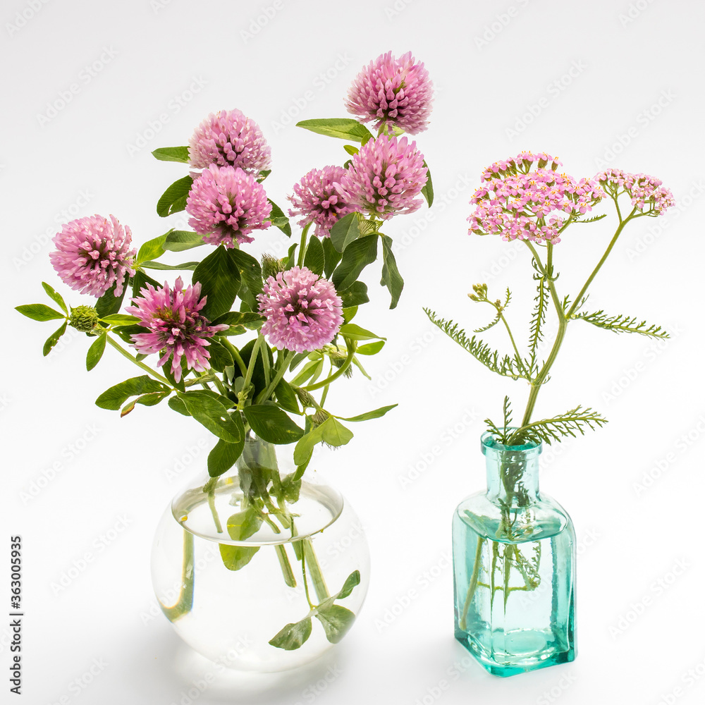 flower of a red clover clover with leaves and a stem close-up isolated on a white background flower of a red clover clover with leaves and a stem close-up isolated on a white background