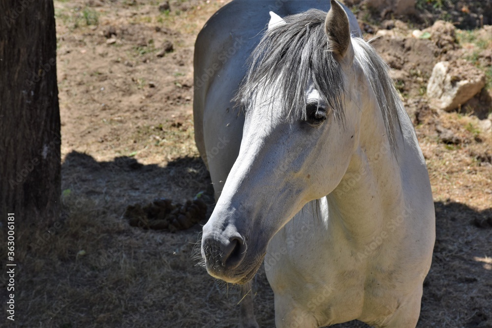 Fototapeta premium biały koń