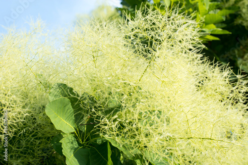 Yellowish pink feathery plumes of European smoketree in June photo