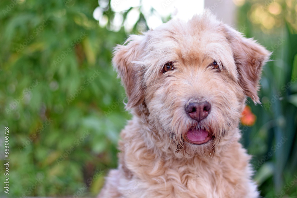 Portrait of a beautiful shaggy dog on a blurry green background.