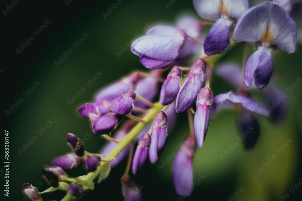 Glycine de Chine ou wisteria sinensis - Jolie fleur couleur mauve violet  pastel Stock Photo | Adobe Stock