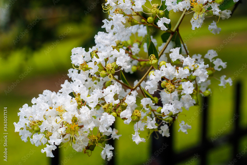 Obraz premium white flowers