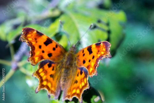 orange butterfly stands on a green leaf