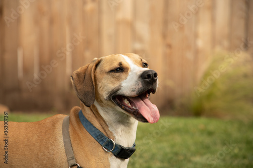 Golden White Hound Dog  Squinting with Tongue Hanging Out Playing in Back Yard wearing Harness and Blue Collar