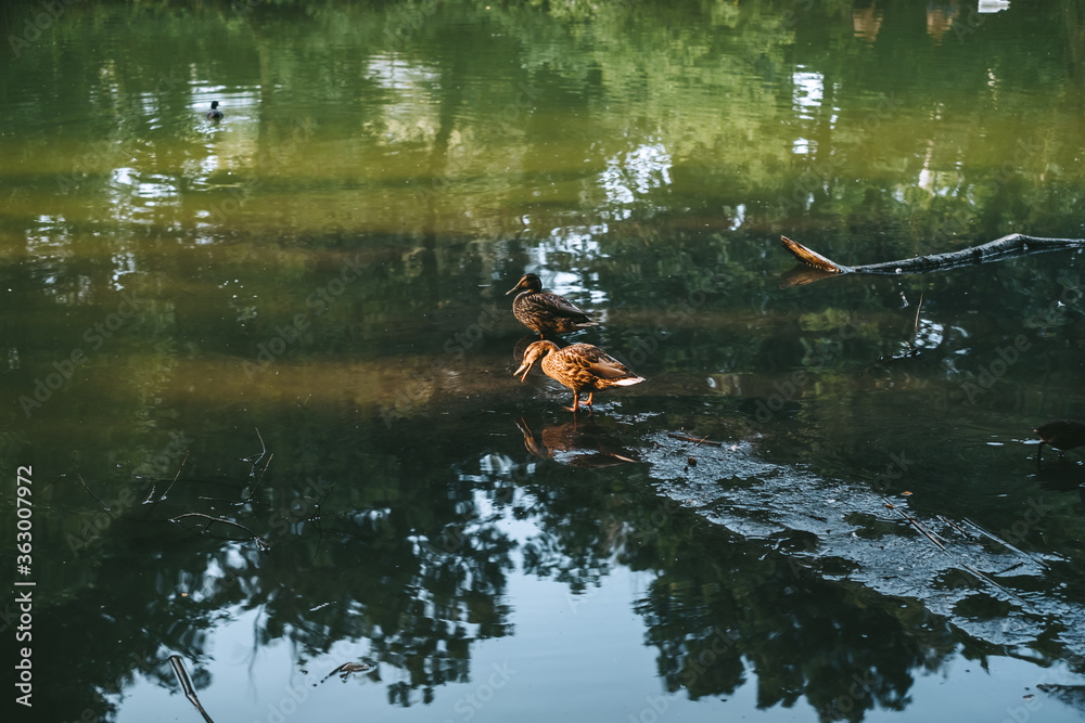 Wild ducks in a pond with green water in the sunshine of sunset. Wild ducks in a pond with green water in the sunshine of sunset.