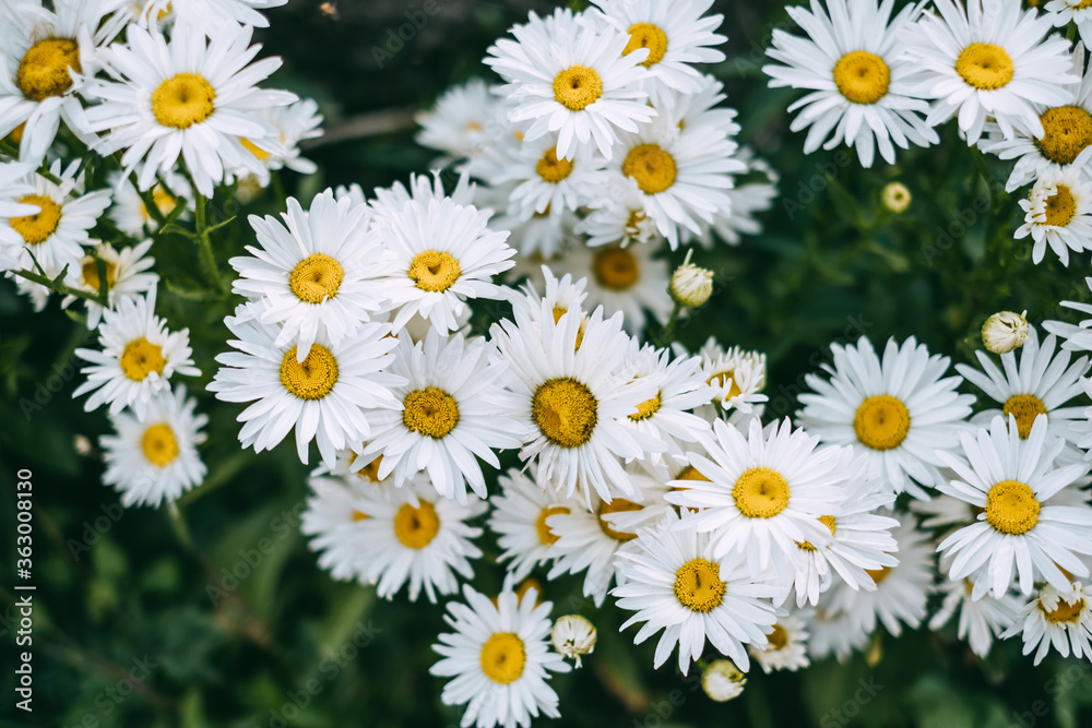 Beautiful blooming chamomile in the garden. Floral background Beautiful blooming chamomile in the garden. Floral background